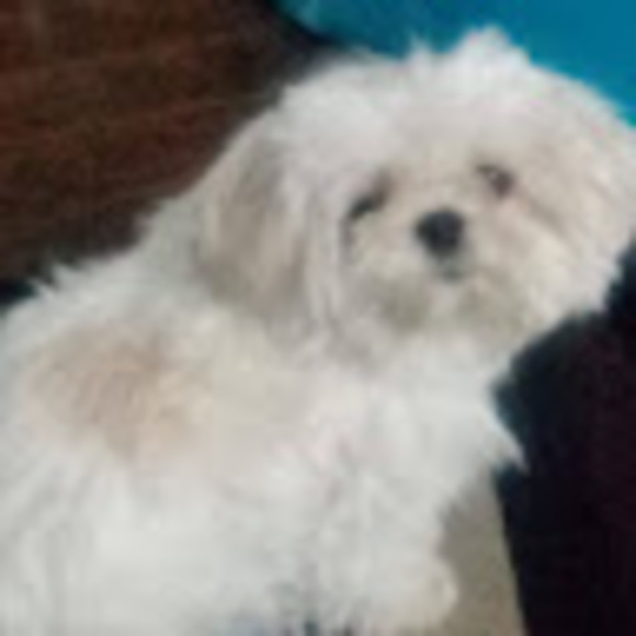 buzzgizmo49